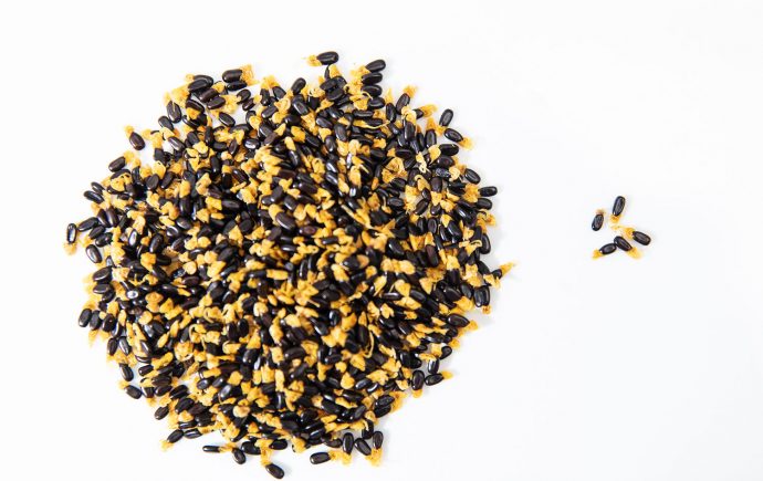 Wattle seeds for nutritional foods