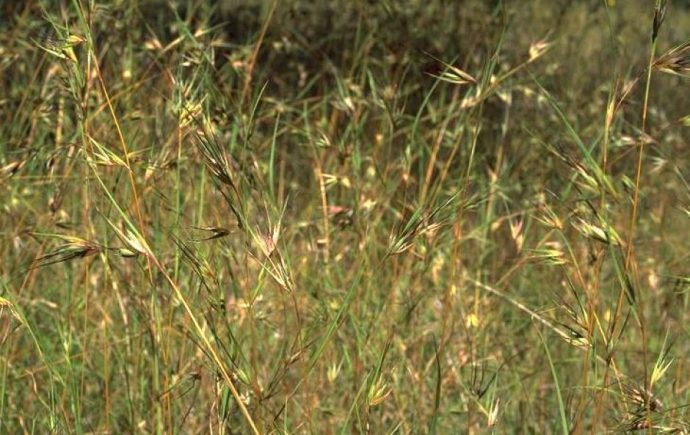 Kangaroo grass as a grain alternative? | Uniquely Australian Foods